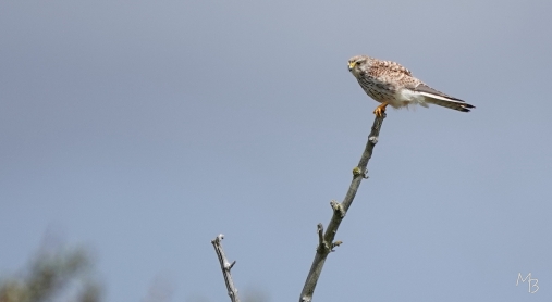 Marian Buurman - torenvalkje -   2021;05;05;mei;ruigenhoek;jagen;vogel;vogels;duinen;