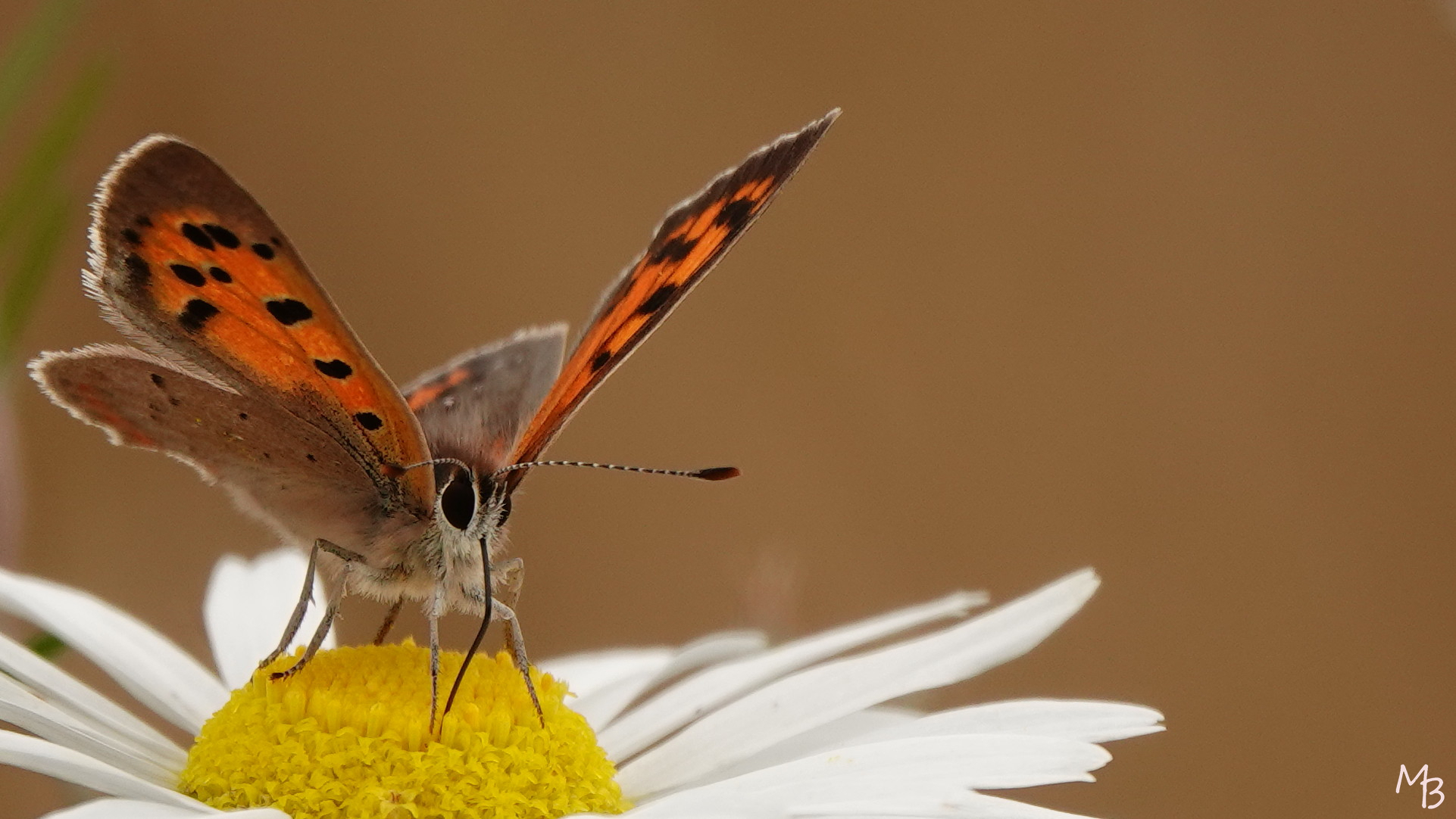Marian Buurman -  - 2021;7;24;juni;zomer;vlinder;bloem;