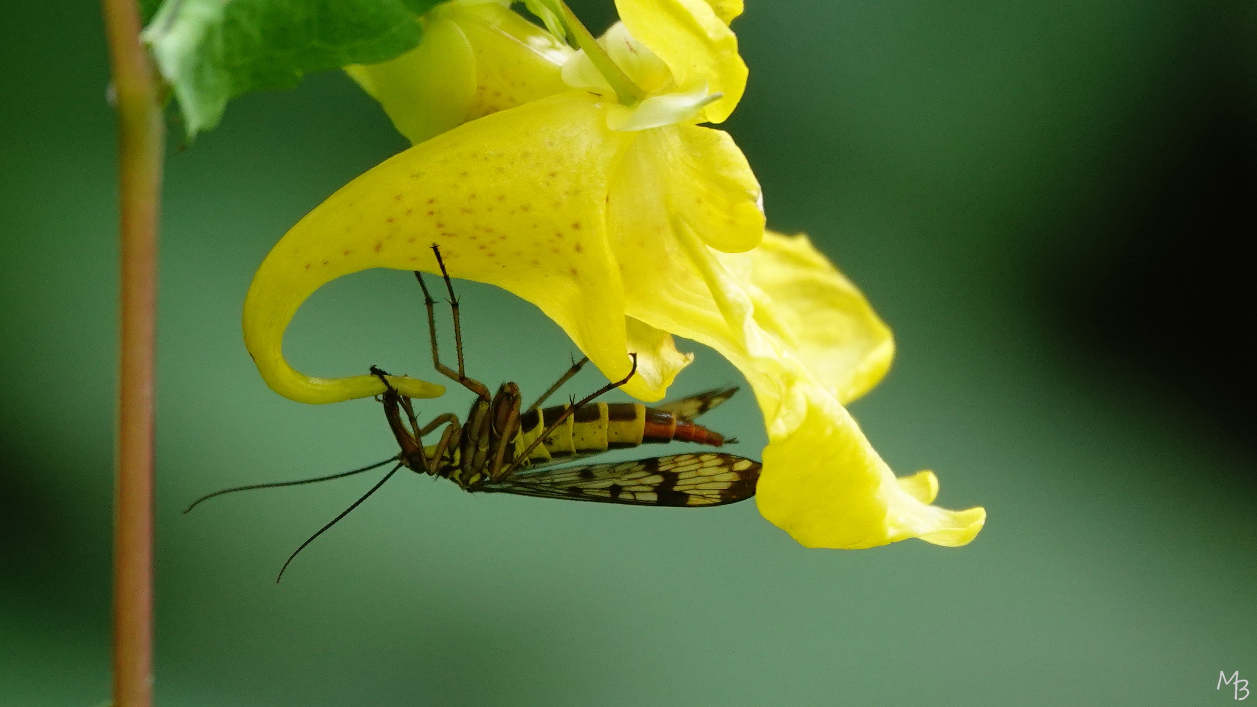 Marian Buurman - Schorpioenvlieg - 2021;8;9;september;macro;insect;bloem;nectar;kleur;geel;dier;