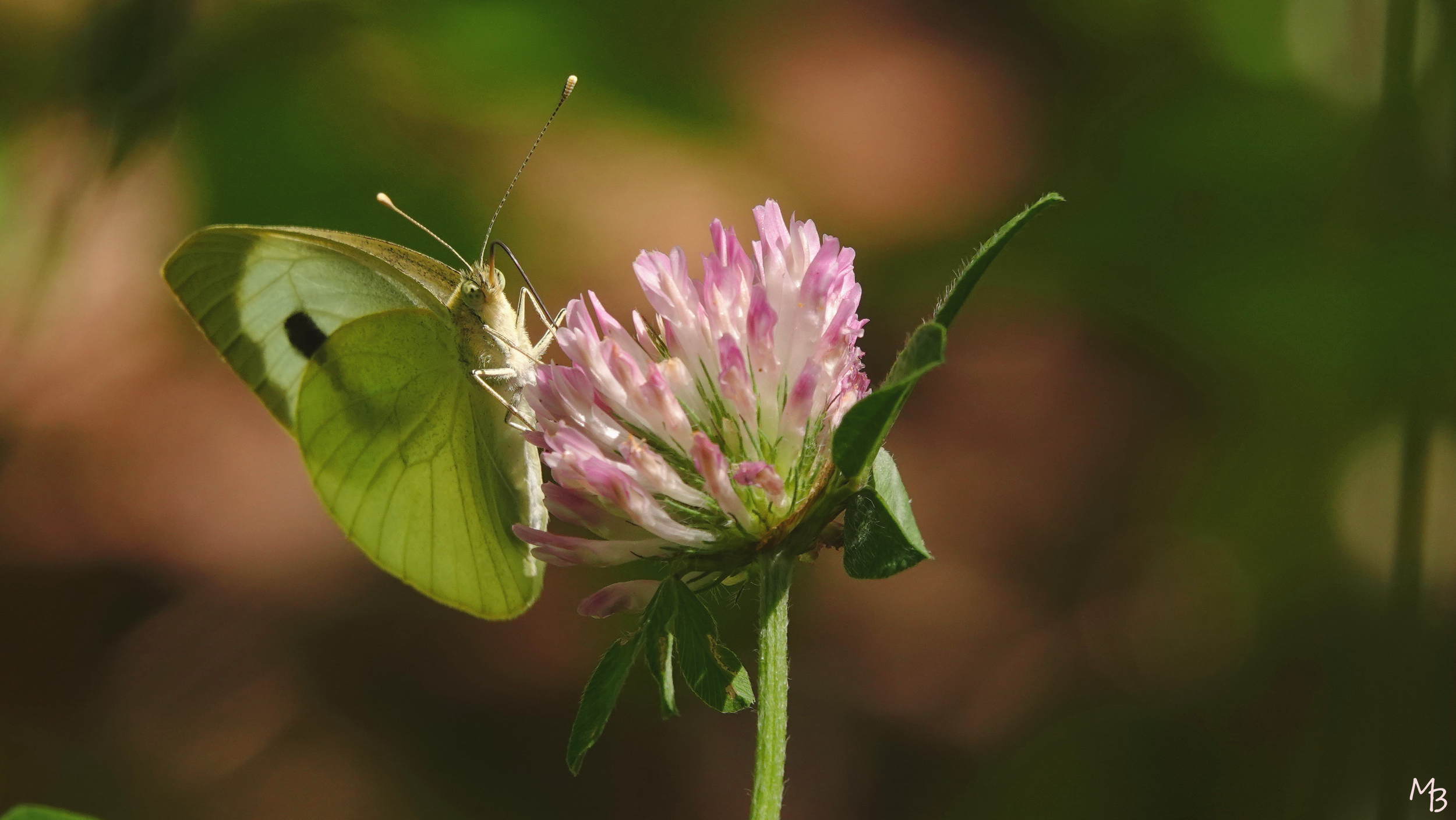 Marian Buurman - Tegoed aan de nectar - 2022;6;13;juni;Bloem;vlinder;dier;