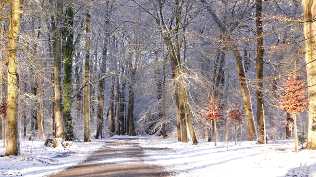 Marian Buurman -  - 2023;3;11;sneeuw;winter;landschap;paleispark;gelderlandbomen;sneeuw;