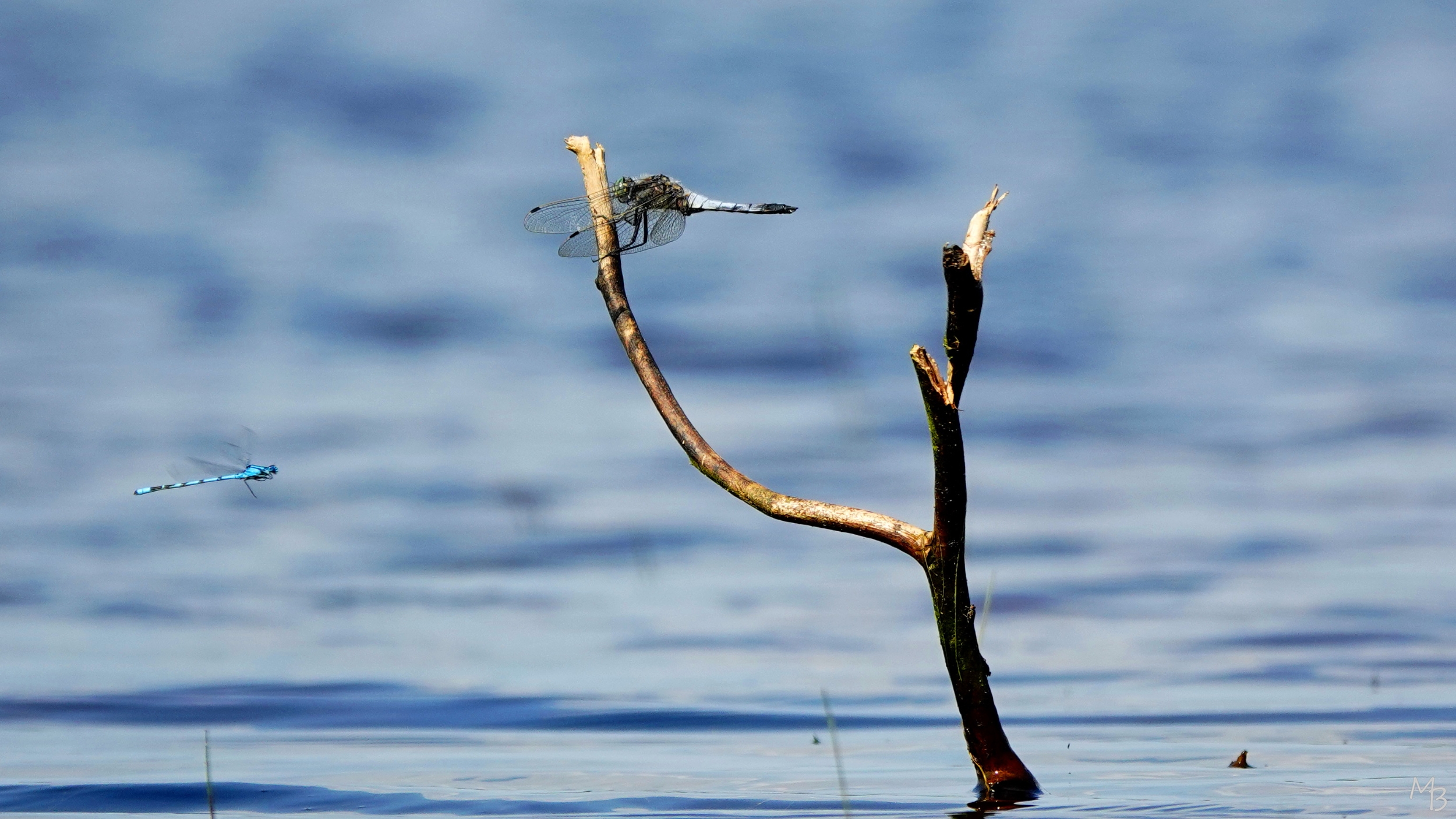 Marian Buurman - gewone oeverlibel - 2023.06.12;december;libel