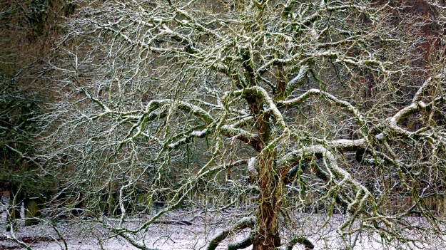 Marian Buurman -  - 2024;1;16;januari;paleispark;boom;bomen;winter;sneeuw;