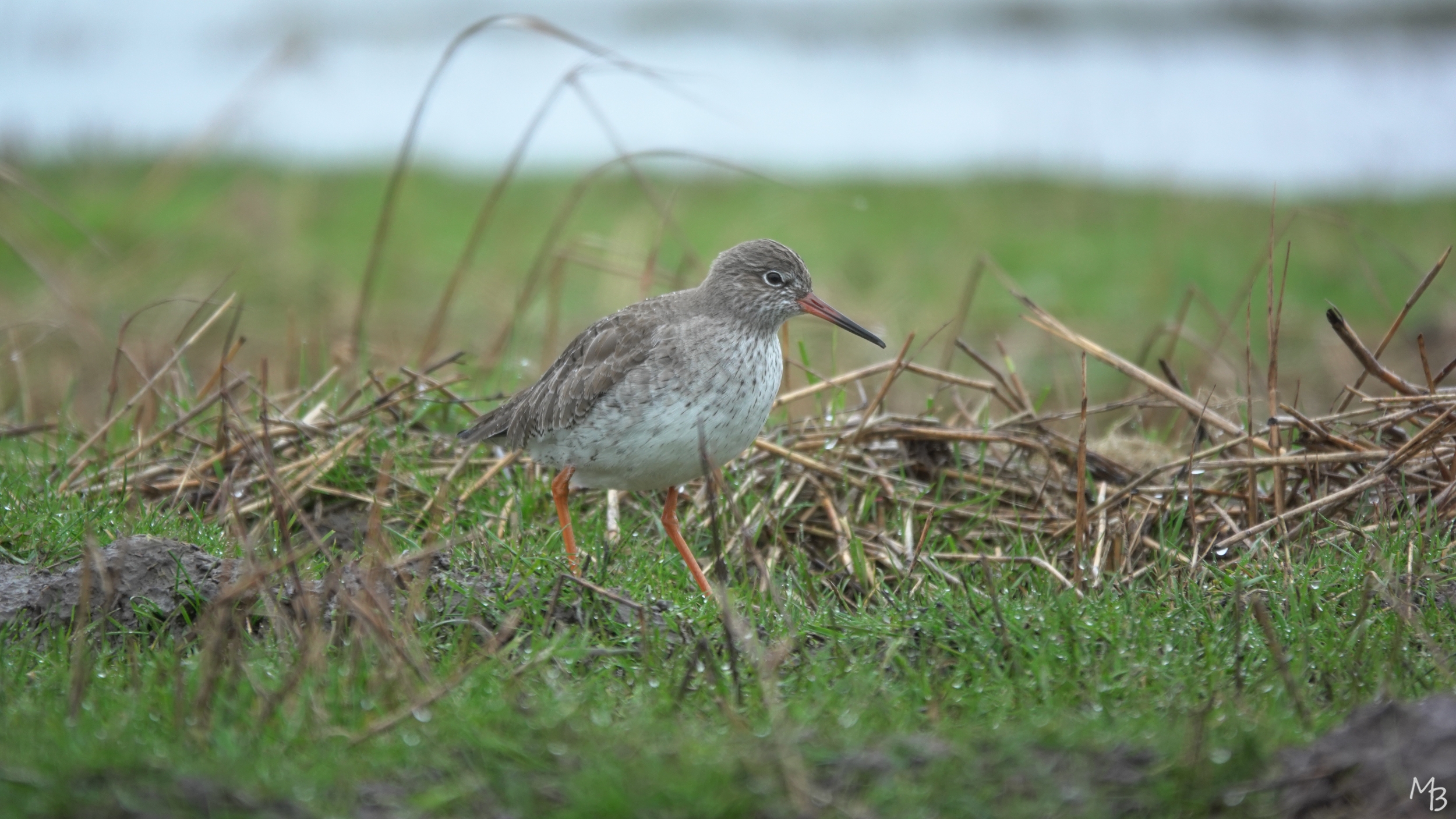 Marian Buurman - Tureluur - 2024;02;29;februari;marken;vogel;Tureluur;vogelhut;