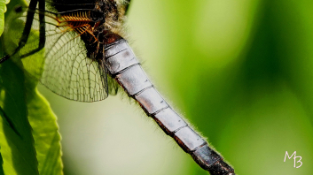 Marian Buurman - Libel - 2023;6;6;juni;fauna;zomer;libel;macro;kleur;