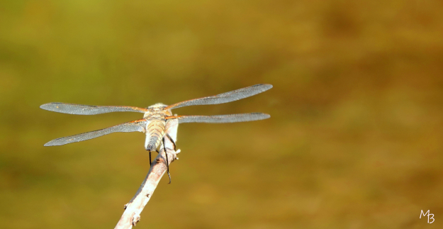 Marian Buurman -  - 2022;6;14;juni;libel;dier;