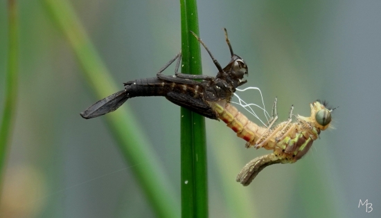 Marian Buurman - werken om naar buiten te komen.., vleugels nog gevouwen - 2024.12.4- libelle;uitsluipen;oude loo