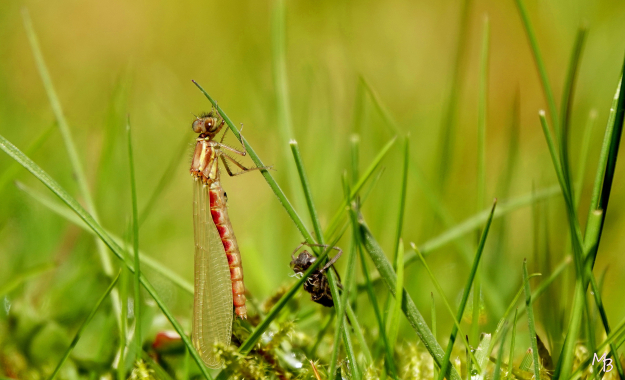 Marian Buurman - Zojuist uitgeslopen waterjuffer - 2023;4;29;voorjaar;waterjuffer;fauna;dier; (insect)