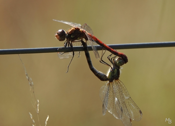 Marian Buurman - Samen aan een pijpestrootje..? - 2024;9;7;september;insekt;libelle;juffer;vakantie;Dwingeloo;samenspel;