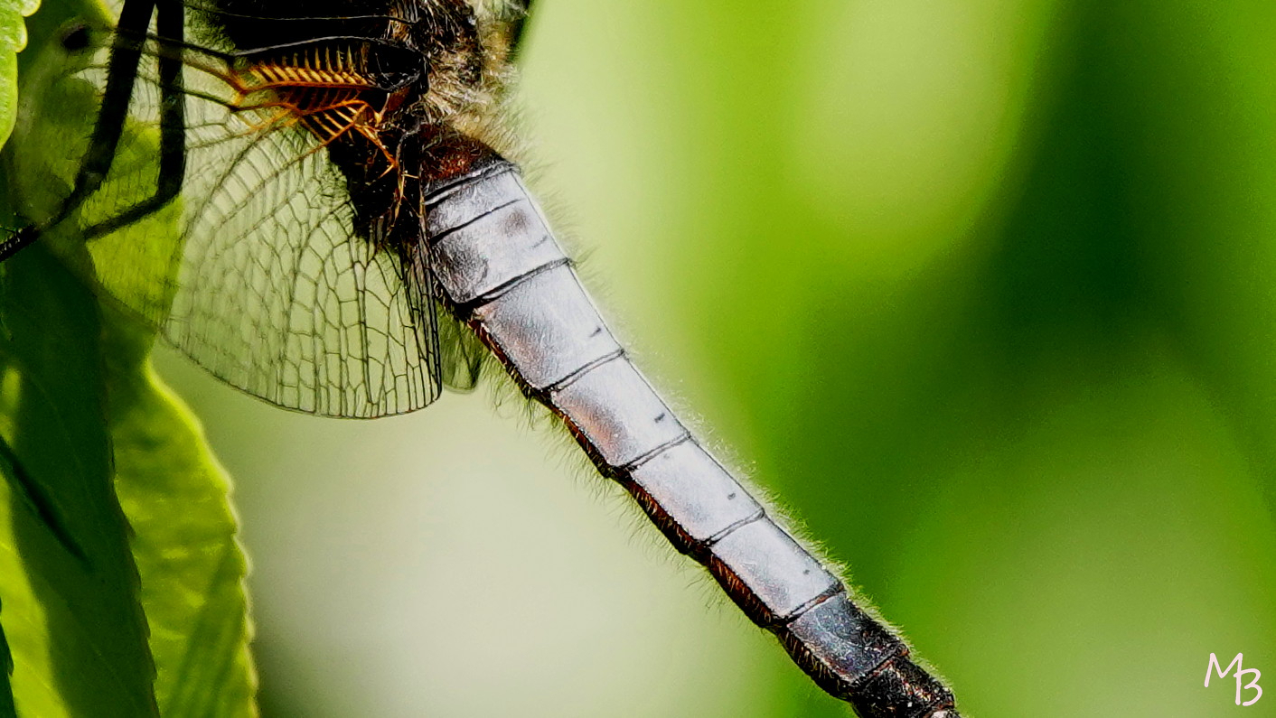 Marian Buurman - Libel - 2023;6;6;juni;fauna;zomer;libel;macro;kleur;