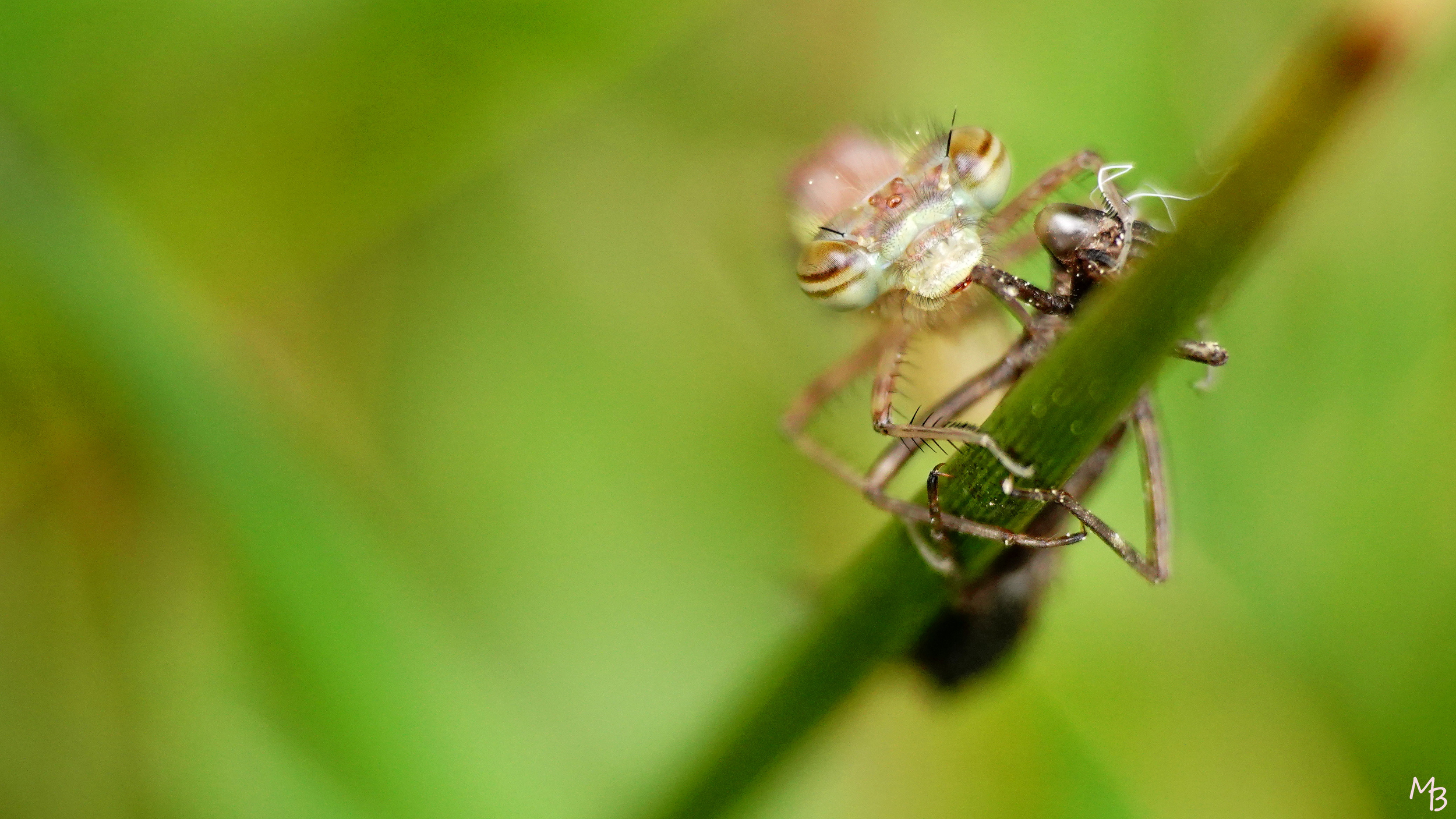 Marian Buurman - Uitsluipende waterjuffer - 2023;5;5;mei;zomer;libel;juffer;uitsluipen;dier;fauna;