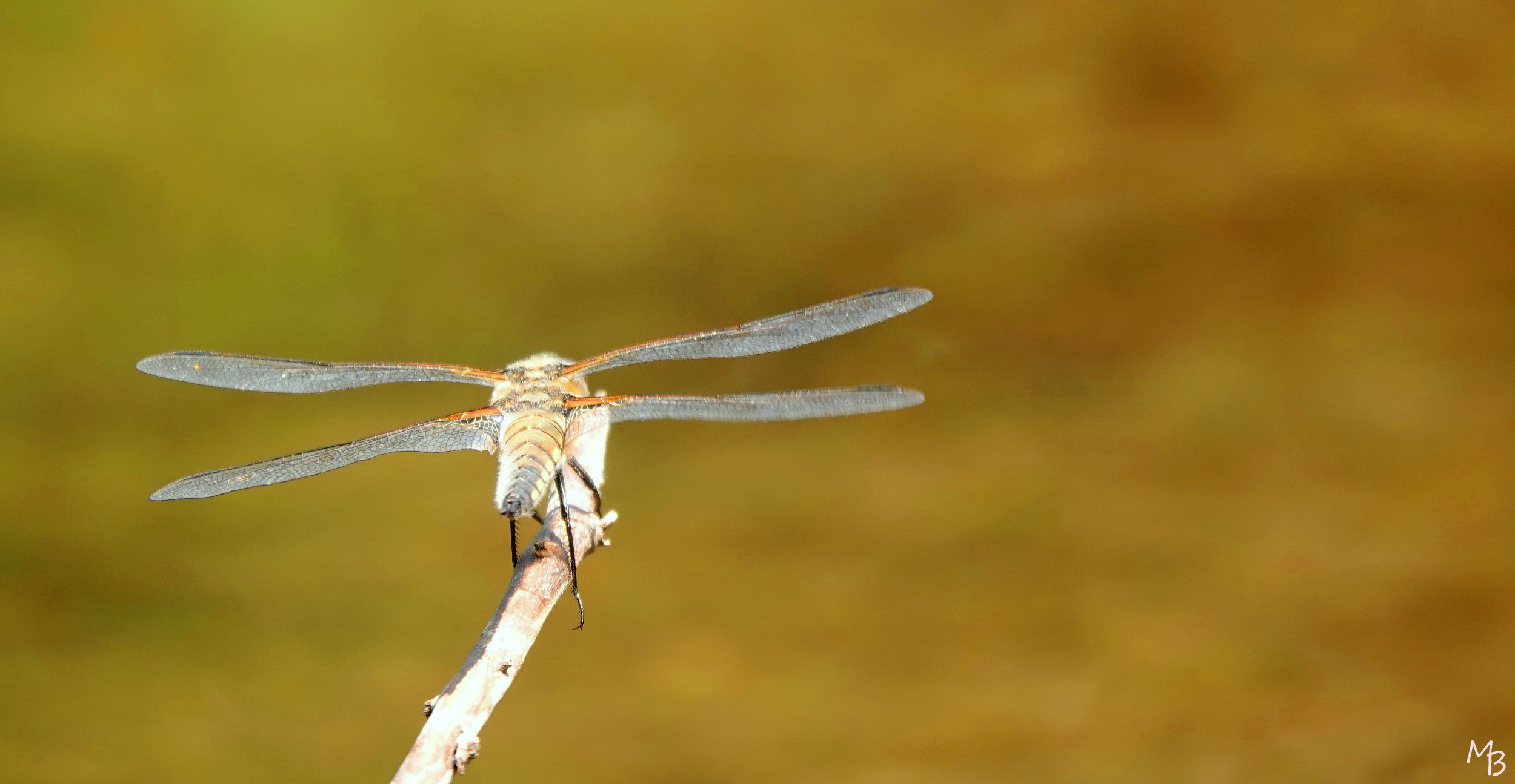 Marian Buurman -  - 2022;6;14;juni;libel;dier;