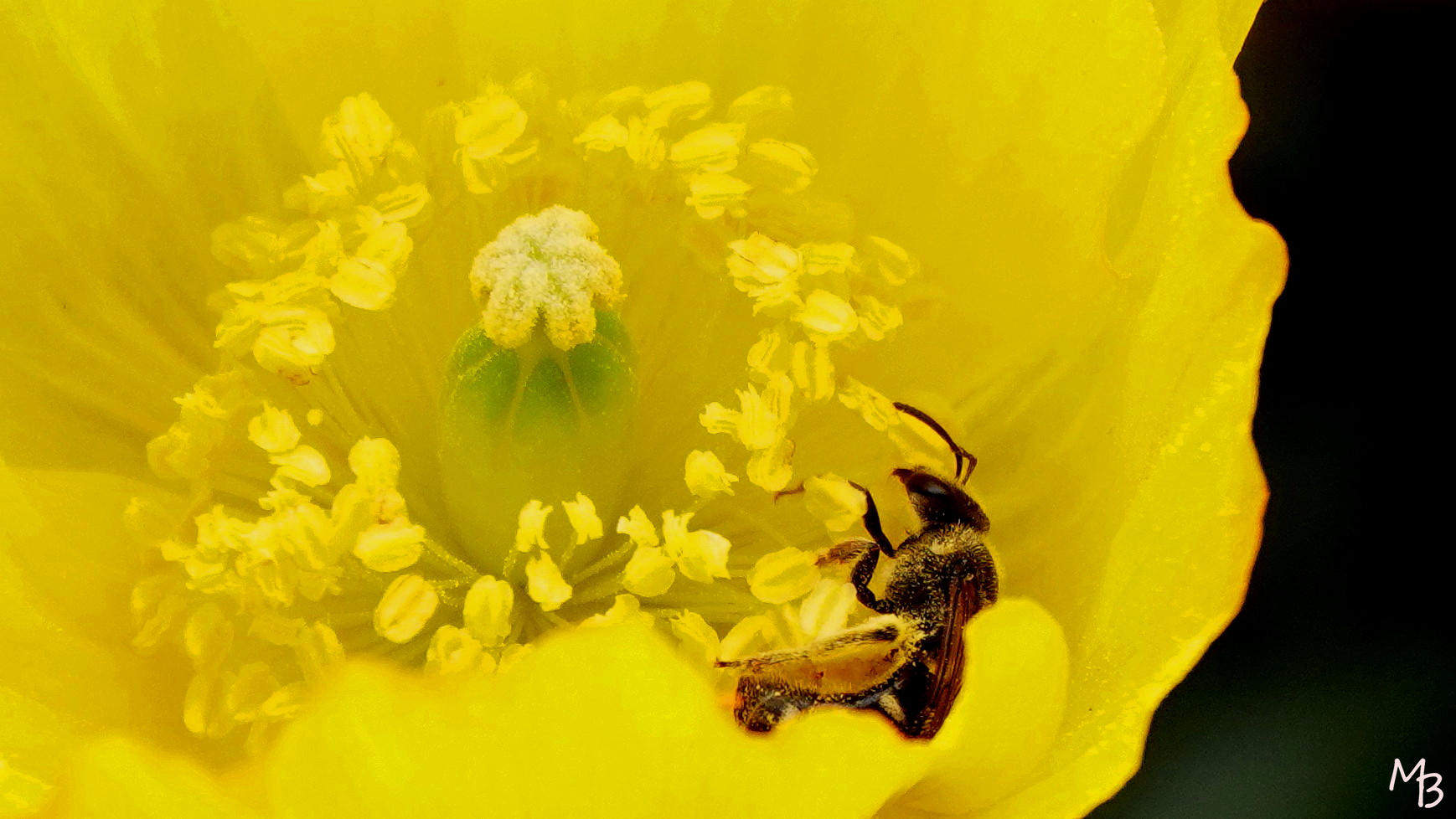Marian Buurman -  - 2023;5;21;mei;bij;insect;macro;gele;klaproos;bloem;zomer;flora;