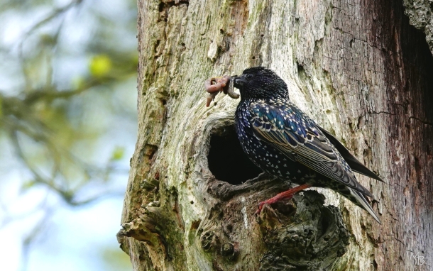 Marian Buurman - weer een bek vol! voor de groeiende trek. - 2021;1;17;januari;vogel;spreeuw;vogels;paleispark;oudeLoo;prooi;voer;