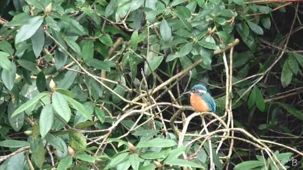 Marian Buurman - ijsvogeltje aan de forellenvijver (paleispark) - 2025;01;19;januari;paleispark;ijsvogel;vogel;fauna;winter;