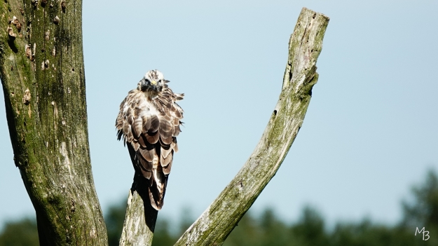 Marian Buurman - vaste gast; de buizerd van Diependal - 2023;09;5;september;fauna;dier;vogel;vogels;buizerd;diependal;appelscha;