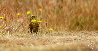 Marian Buurman - geelgors - 2023;6;29;juni;fauna;vogel;geelgors;kleur;