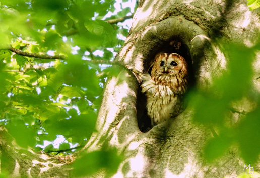 Marian Buurman - Bosuil Paleispark - 2023;5;13;mei;fauna;zomer;vogel;uil;