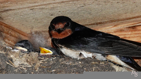 Marian Buurman - Boerenzwaluw - 2023;6;8;juni;fauna;vogel;zomer;