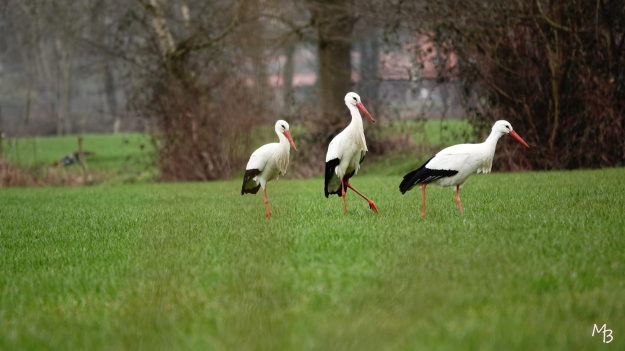 Marian Buurman - Ooievaars Klompenpad in Loenen (Gld) - 2023;3;29;maart;fauna;Hemelse natuur;lente;vogel;