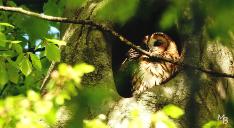 Marian Buurman - bosuil; paleispark - 2023;5;5;mei;dier;Bosuil;vogel;fauna;