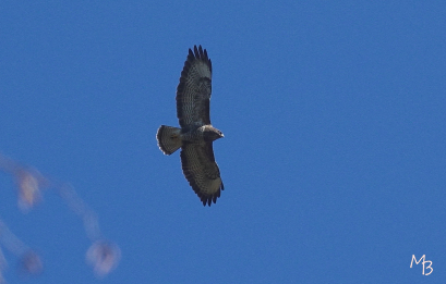 Marian Buurman - zo vrij als een vogel - vogel;vogels;roofvogel;