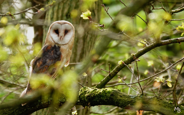 Marian Buurman - Kerkuil Paleispark - 2023;5;6;mei;vogel;vogels;fauna