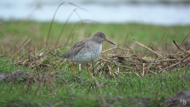 Marian Buurman - Tureluur, Marken - 2024;02;29;februari;marken;vogel;Tureluur;vogelhut;