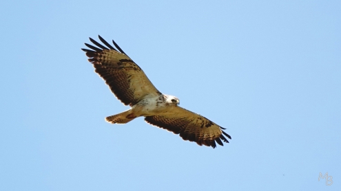 Marian Buurman - visarend. - 2023;6;21;juni;dier;vogel;vogels;