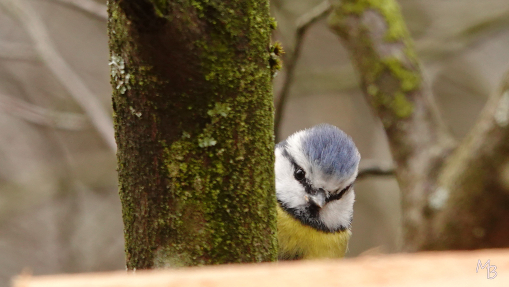 Marian Buurman - Nieuwsgierig.... - 2023;3;21;maart;vogel;vogels;fauna;