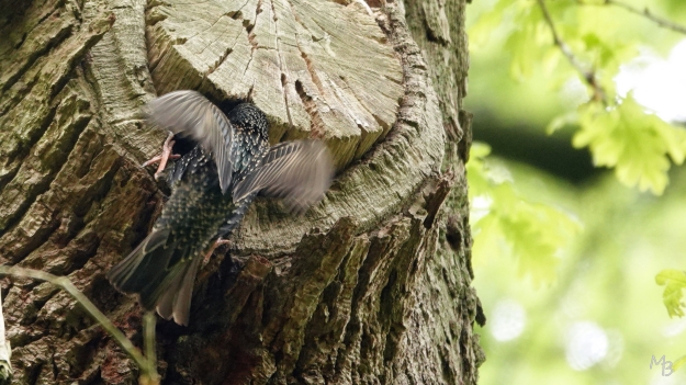 Marian Buurman -  - vogel;vogels;jongen;spreeuw;nest;