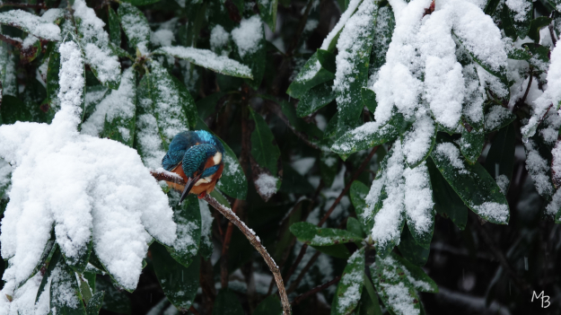 Marian Buurman - vissende ijsvogel in de sneeuw..Paleispark - 