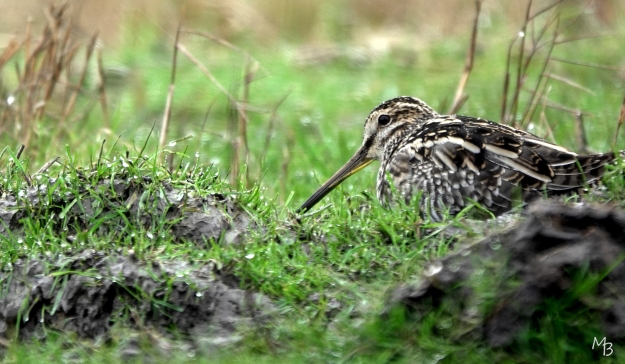 Marian Buurman - Snip Marken - 