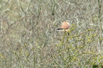 Marian Buurman - valkje, met prooi!(even zoeken) - 2024;08;11