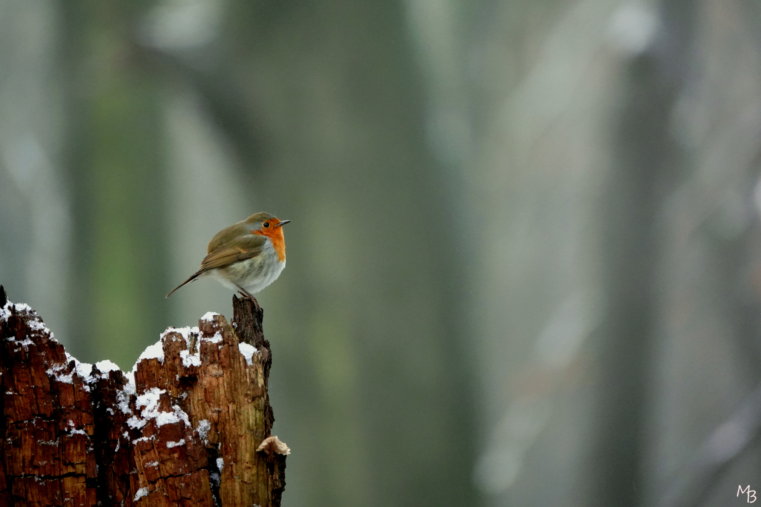 Marian Buurman - Roodborstje op wacht... - 2021;1;17;januari;winter;vogel;paleispark;