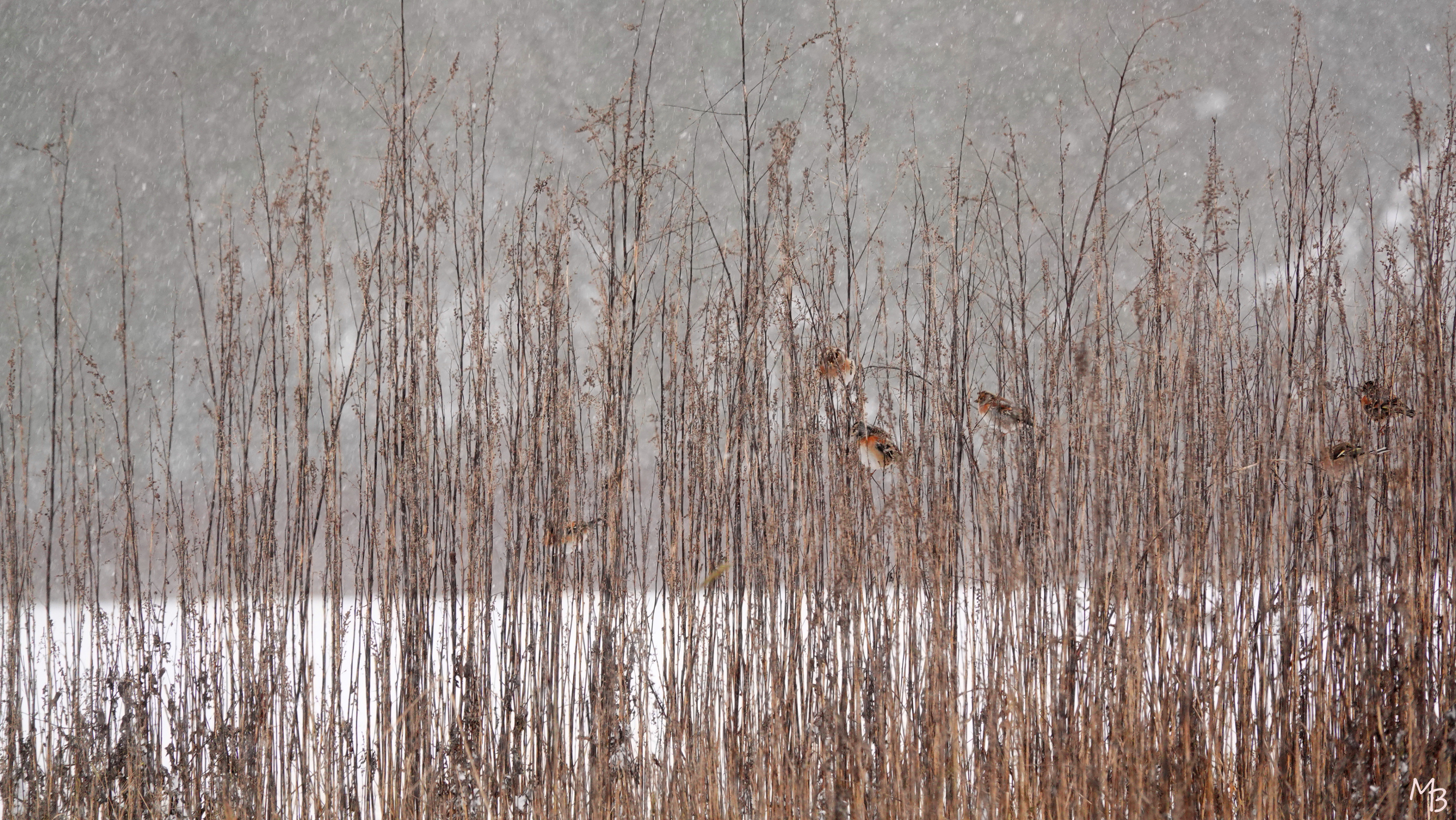Marian Buurman - vogeltjes in het riet - 2021;2;7;februari;winter;vogel;