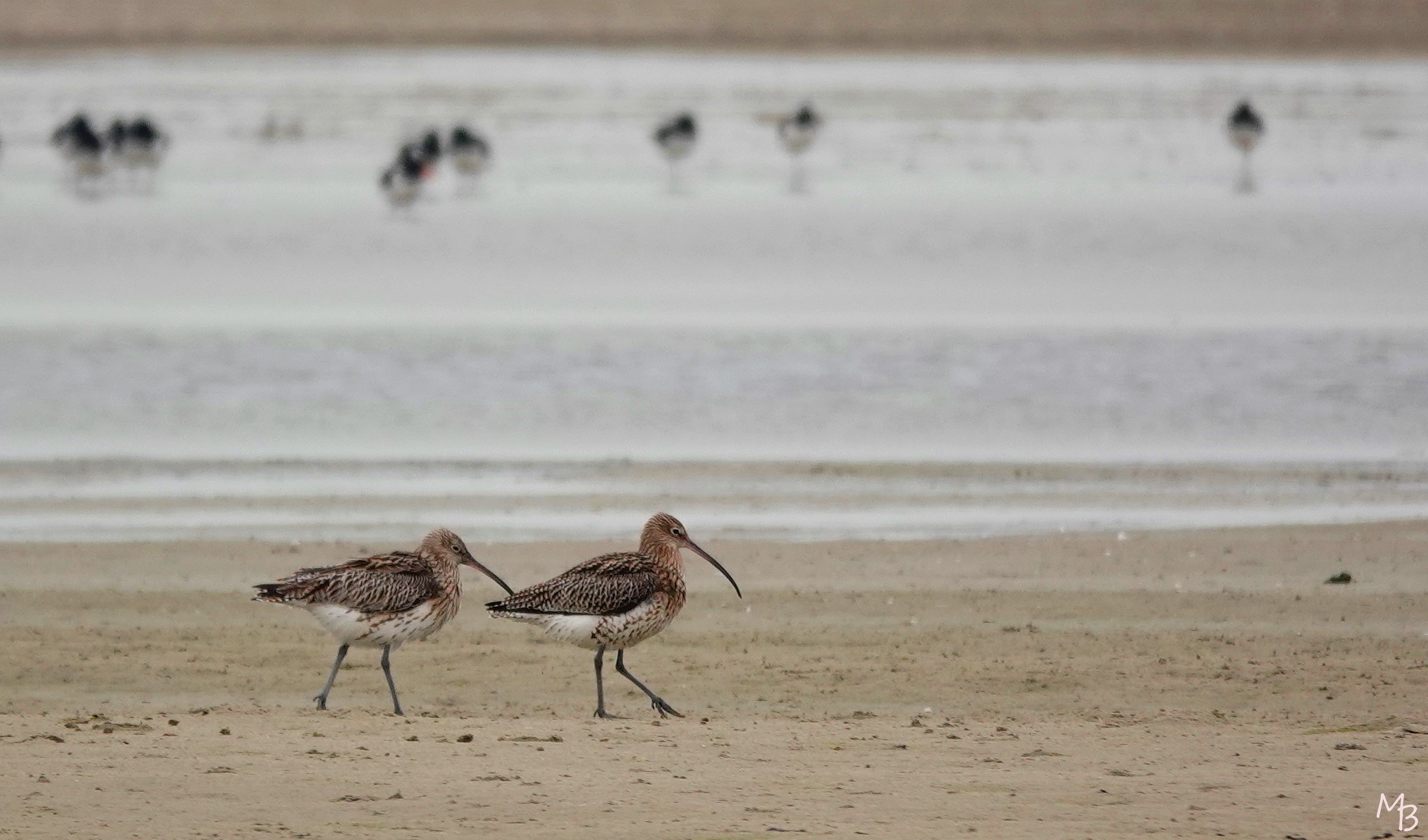 Marian Buurman - Samen op stap! - 2021;3;10;maart;vogel;water;