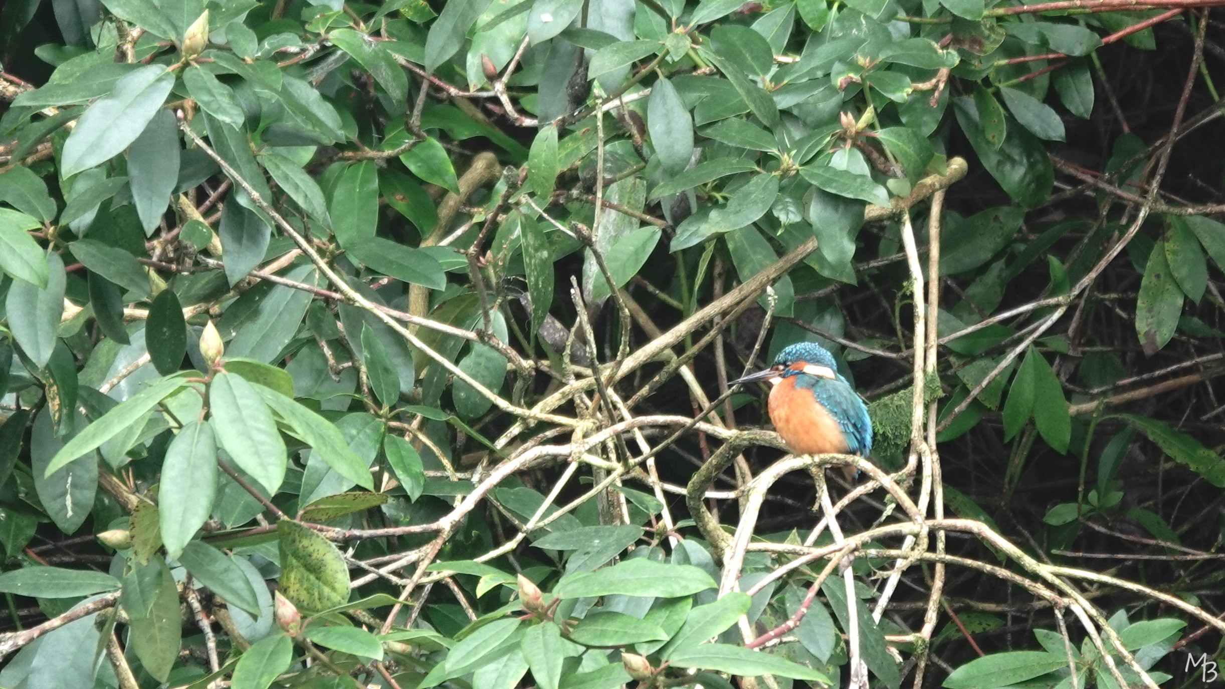 Marian Buurman - ijsvogeltje aan de forellenvijver (paleispark) - 2025;01;19;januari;paleispark;ijsvogel;vogel;fauna;winter;