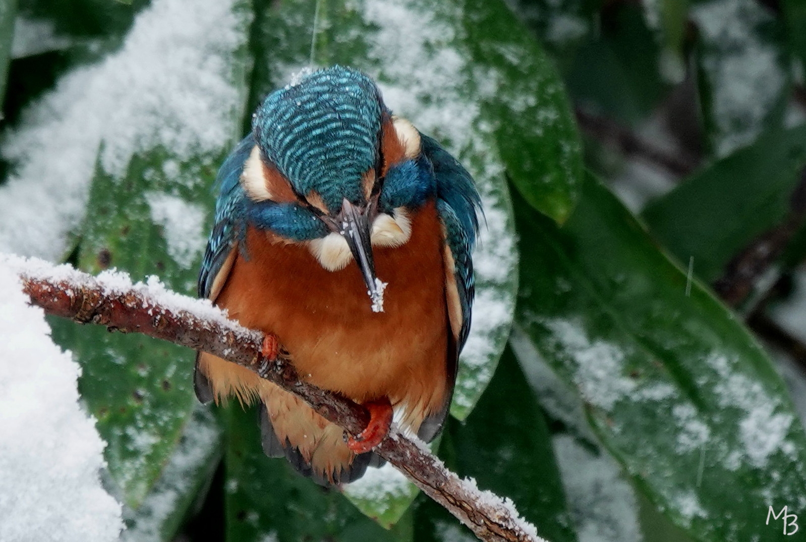 Marian Buurman - vissende ijsvogel - 2026.1.5.januari;ijsvogel;vogel;paleispark;winter,kou;prooi;