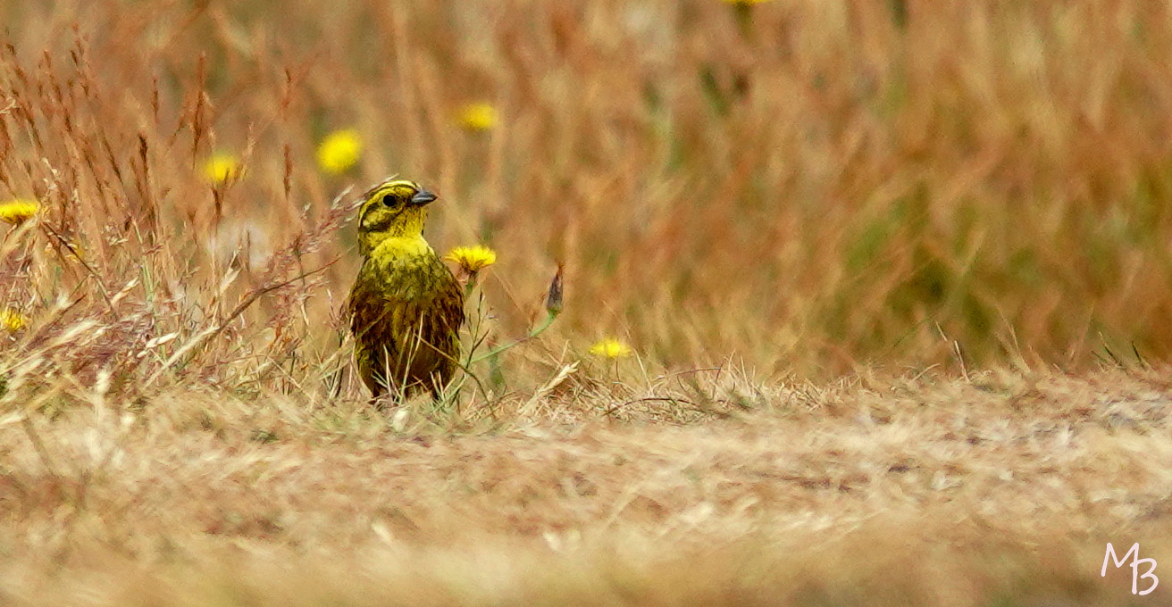 Marian Buurman - geelgors - 2023;6;29;juni;fauna;vogel;geelgors;kleur;