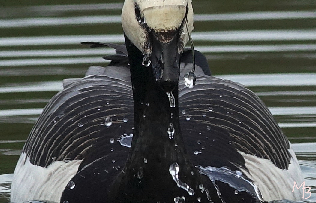 Marian Buurman - Brandgans  - vogel; vogels;watervogel;
