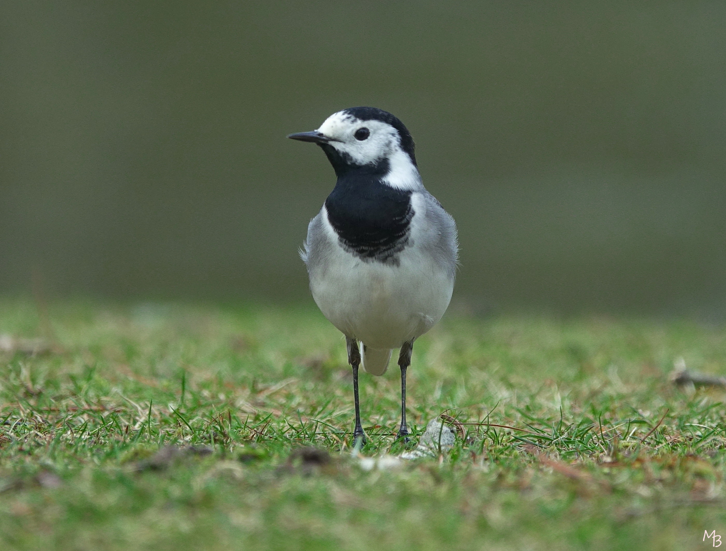 Marian Buurman - witte Kwikstaart - vogel;vogels; 