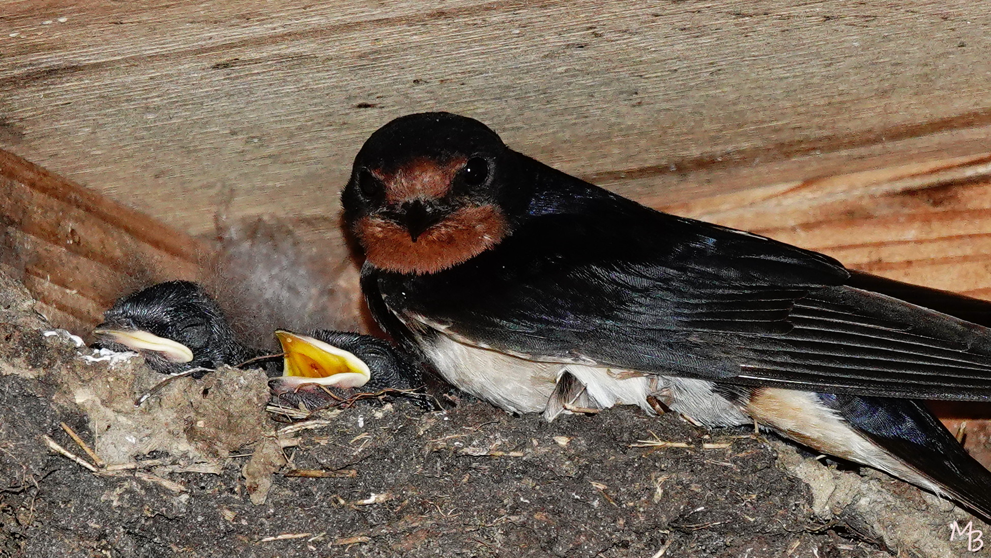 Marian Buurman - Boerenzwaluw - 2023;6;8;juni;fauna;vogel;zomer;