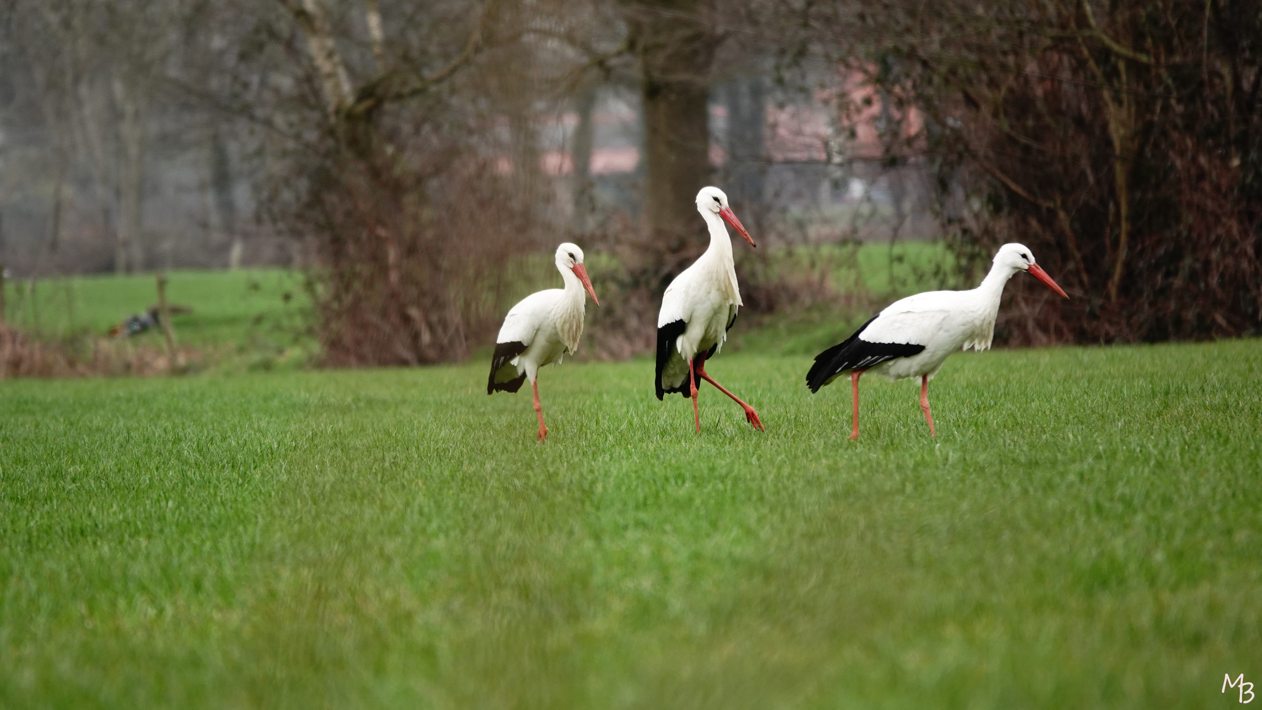 Marian Buurman - Ooievaars Klompenpad in Loenen (Gld) - 2023;3;29;maart;fauna;Hemelse natuur;lente;vogel;