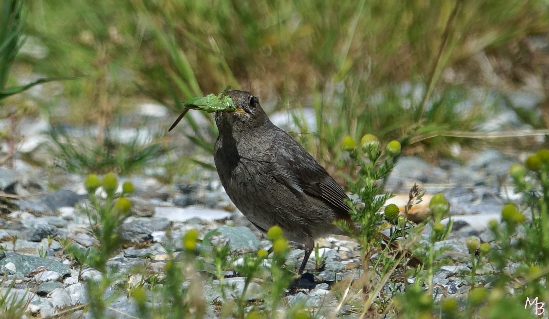 Marian Buurman - sabelsprinkhaan als lekker hapje - vogel; vogels; sprinkhaan; insekt; voedsel; eten;