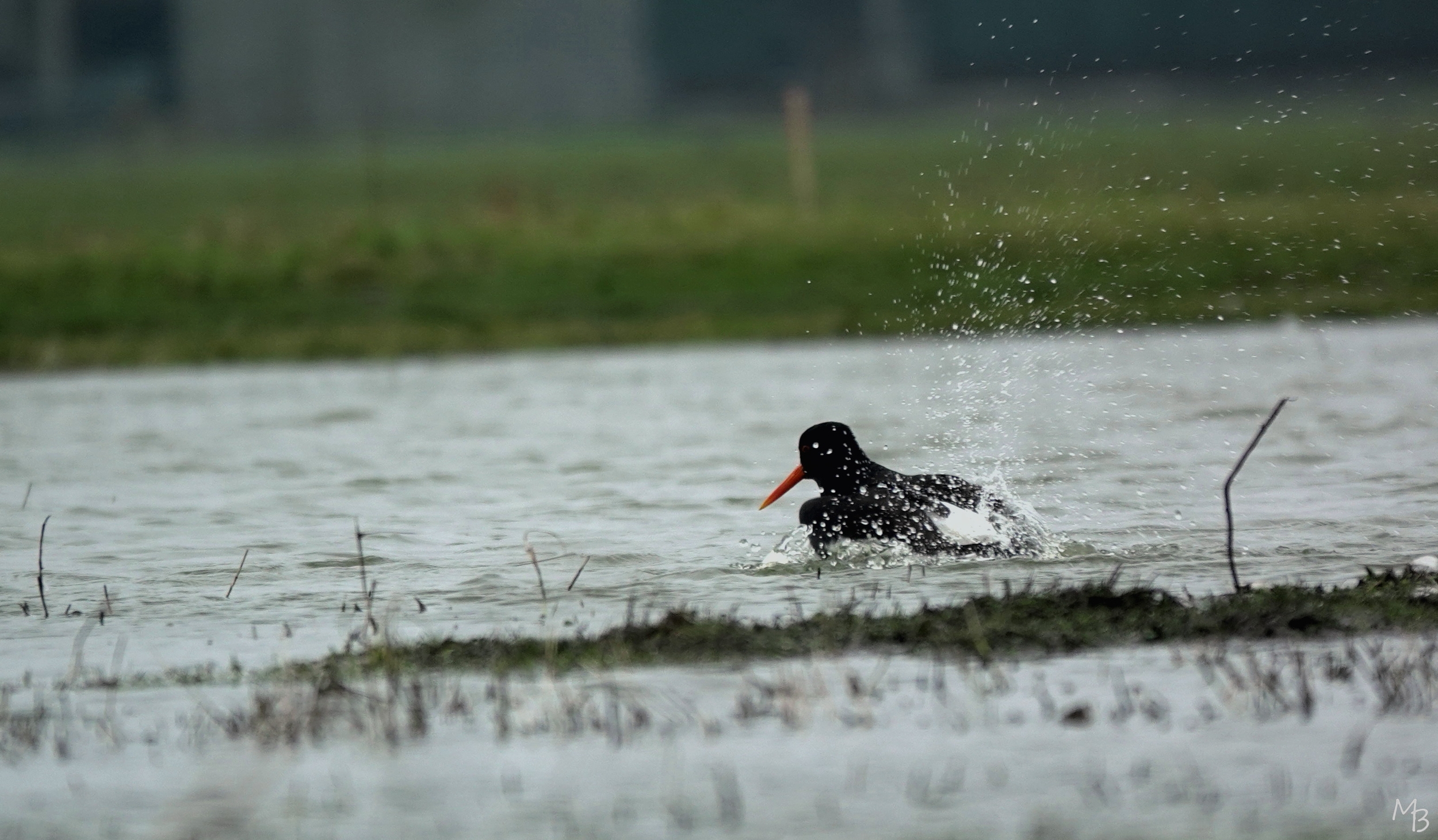 Marian Buurman - badderende scholekster - 2024;02;29; februari;eiland;Marken;vogel;fotohut;vogel(s)