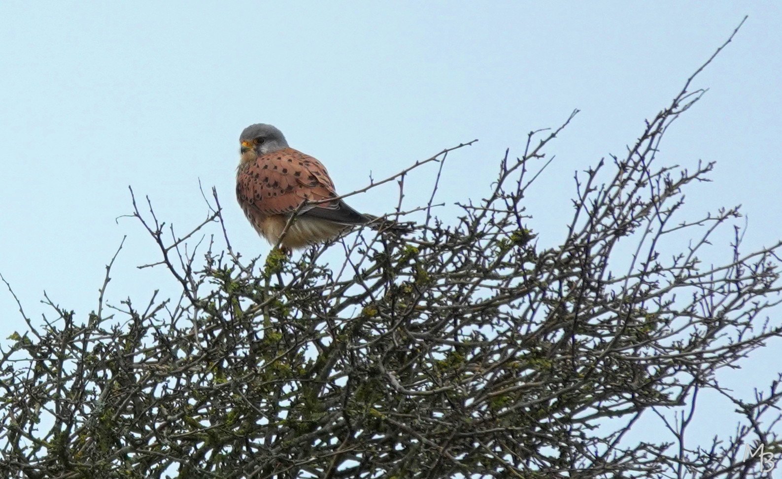 Marian Buurman - Torenvalkje, op zijn hoede ... - 2024;21;3maart;amsterdamsewaterleidingduinen;AWD;valkje ;vogel;vogels;