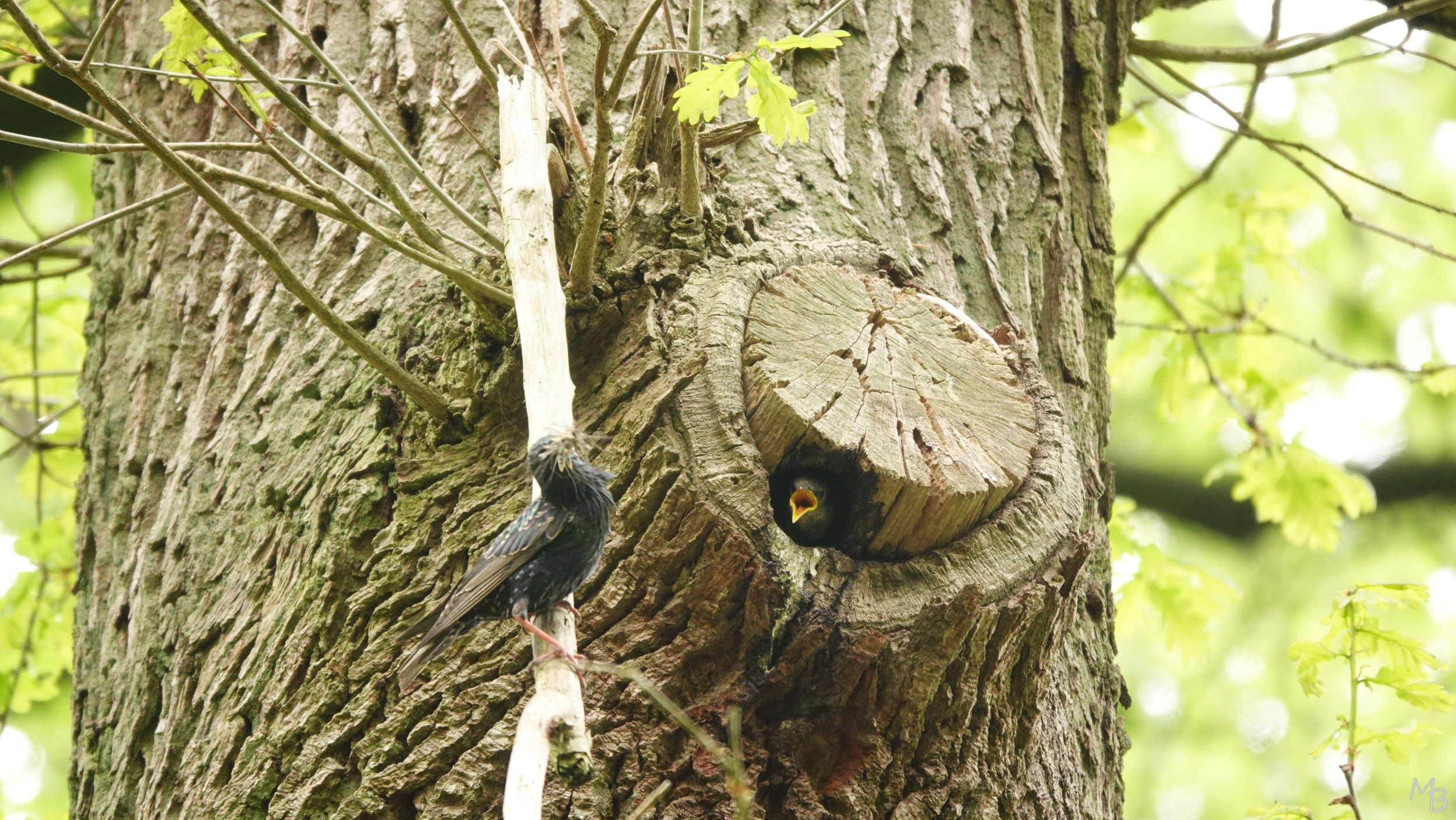 Marian Buurman - Trek! - moederspreeuw; spreeuw;vogel; vogels; paleispark;jongen;voeren; 