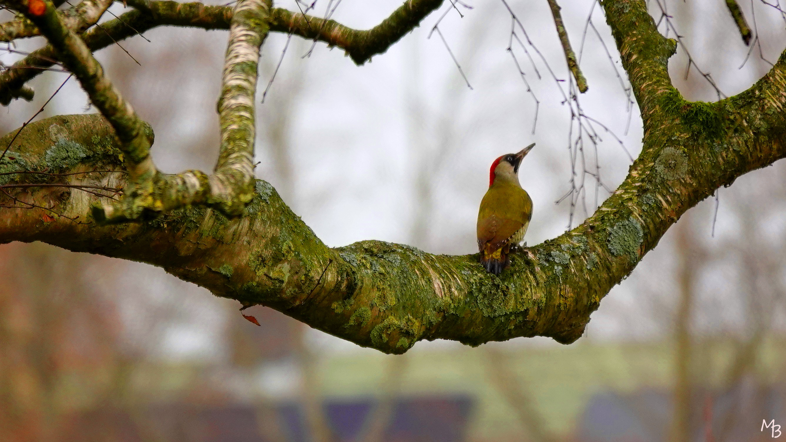 Marian Buurman - Groene specht;Leestense broekpad;Zutphen; - 2023;2;4;februari;vogel;vogels;