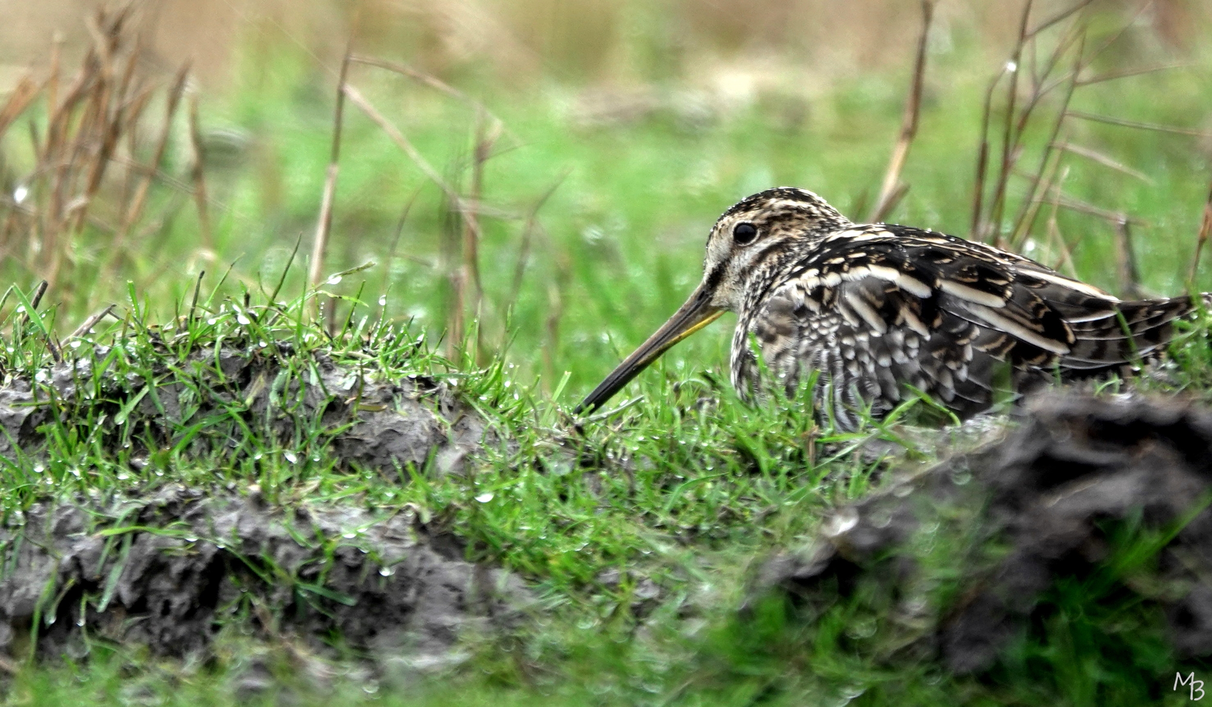 Marian Buurman - Snip Marken - 